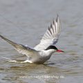 Flußseeschwalbe (Sterna hirundo) badend
