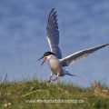 Flußseeschwalbe (Sterna hirundo)