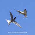 Flußseeschwalben (Sterna hirundo) streiten sich