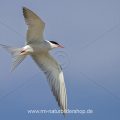 Flußseeschwalbe (Sterna hirundo)