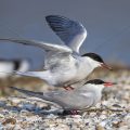 Flußseeschwalben (Sterna hirundo) beim Paarungsritual