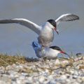 Flußseeschwalben (Sterna hirundo) beim Paarungsritual