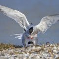 Flußseeschwalben (Sterna hirundo) beim Paarungsritual