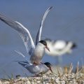 Flußseeschwalben (Sterna hirundo) beim Paarungsritual