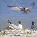 Flußseeschwalben (Sterna hirundo) streiten sich