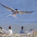 Flußseeschwalben (Sterna hirundo) streiten sich