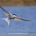 Flußseeschwalben (Sterna hirundo) streiten sich