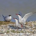 Flußseeschwalben (Sterna hirundo) beim Paarungsritual
