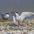 Flußseeschwalben (Sterna hirundo) beim Paarungsritual