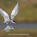 Flußseeschwalbe (Sterna hirundo)