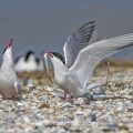 Flußseeschwalben (Sterna hirundo) Balzfütterung