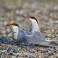 Flußseeschwalben (Sterna hirundo) Balzfütterung
