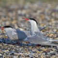 Flußseeschwalben (Sterna hirundo) Balzfütterung