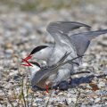 Flußseeschwalben (Sterna hirundo) beim Paarungsritual