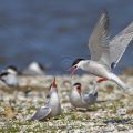 Flußseeschwalben (Sterna hirundo) streiten sich