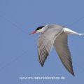 Flußseeschwalbe (Sterna hirundo)
