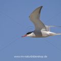 Flußseeschwalbe (Sterna hirundo)