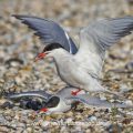 Flußseeschwalben (Sterna hirundo) beim Paarungsritual