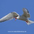Flußseeschwalbe (Sterna hirundo)