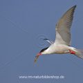 Flußseeschwalbe (Sterna hirundo)