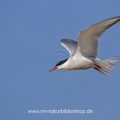Flußseeschwalbe (Sterna hirundo)