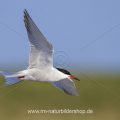 Flußseeschwalbe (Sterna hirundo)