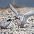 Flußseeschwalben (Sterna hirundo) Balzfütterung