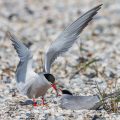 Flußseeschwalben (Sterna hirundo) Balzfütterung