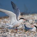 Flußseeschwalben (Sterna hirundo) Balzfütterung