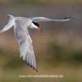 Flußseeschwalbe (Sterna hirundo)