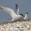 Flußseeschwalben (Sterna hirundo) Balzfütterung