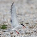 Flußseeschwalbe (Sterna hirundo)