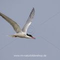 Flußseeschwalbe (Sterna hirundo)