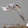 Flußseeschwalbe (Sterna hirundo)