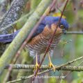 Sperber (Accipiter nisus) Männchen