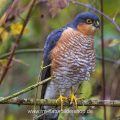 Sperber (Accipiter nisus) Männchen