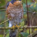 Sperber (Accipiter nisus) Männchen