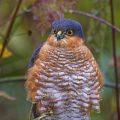 Sperber (Accipiter nisus) Männchen