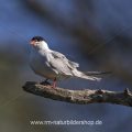 Flußseeschwalbe (Sterna hirundo)