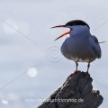 Flußseeschwalbe (Sterna hirundo)