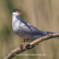 Flußseeschwalbe (Sterna hirundo)