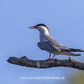 Flußseeschwalbe (Sterna hirundo)