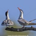 Flußseeschwalben (Sterna hirundo)