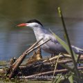 Flußseeschwalbe (Sterna hirundo)