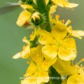 Gemeiner Odermennig (Agrimonia eupatoria)