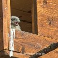 Turmfalke (Falco tinnunculus) Jungvogel schaut aus Nistkasten
