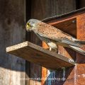 Turmfalke (Falco tinnunculus) Männchen am Nistkasten