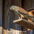 Turmfalke (Falco tinnunculus) Männchen am Nistkasten