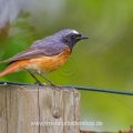 Gartenrotschwanz (Phoenicurus phoenicurus) Männchen