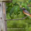 Gartenrotschwanz (Phoenicurus phoenicurus) Männchen